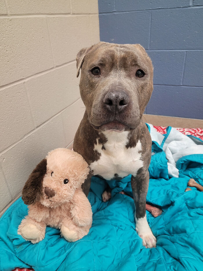 This One-Eared Pitbull Got A Second Chance And This Is What His Life Looks Like Now