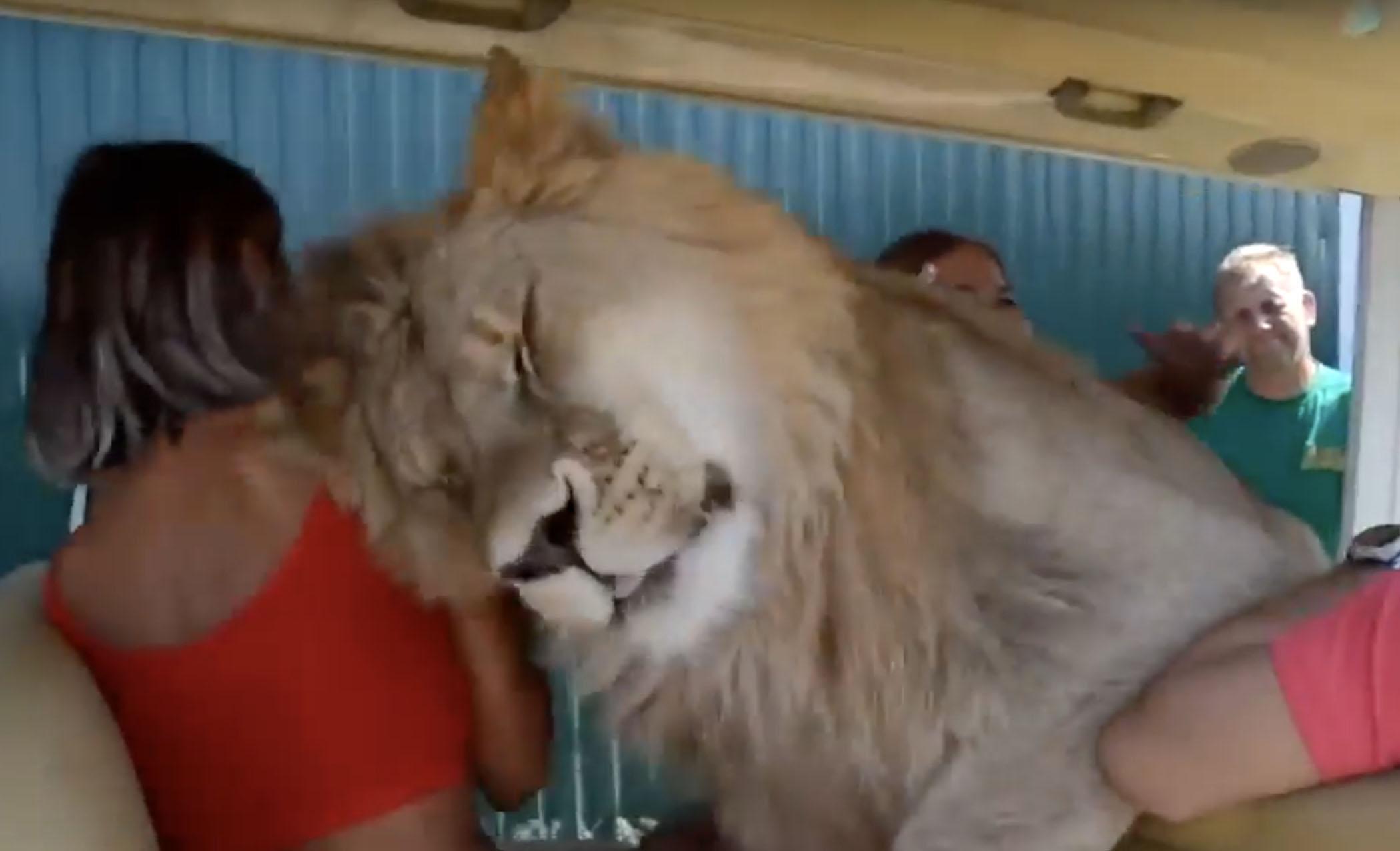  Passengers were surprised by the lion being so friendly towards them