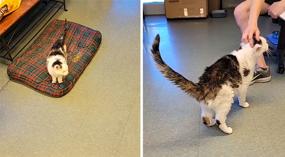 2 photos of a black and white cat on a red and green flannel cushion and getting petted by someone