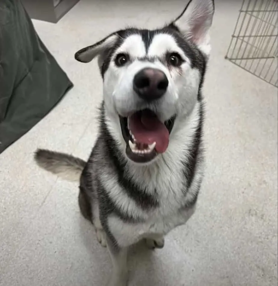 Meet Harvey the Husky with the unique lopsided grin