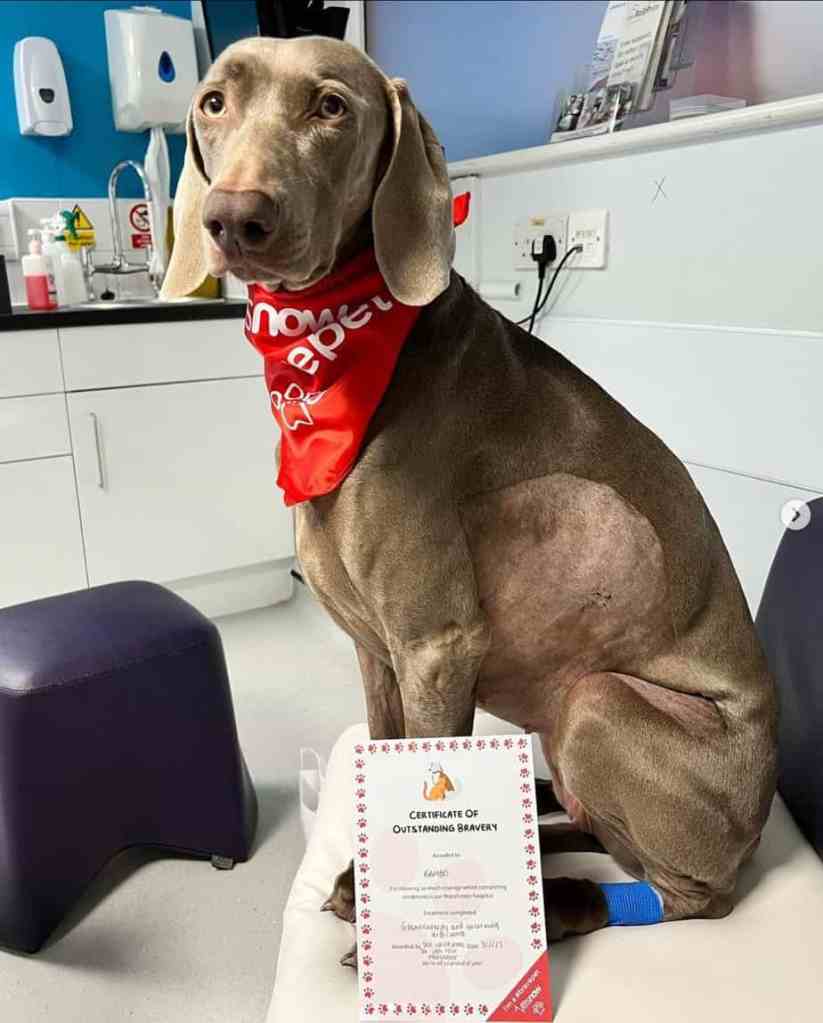 Rambo sitting at the clinic after her treatment with £20,000 vet bills