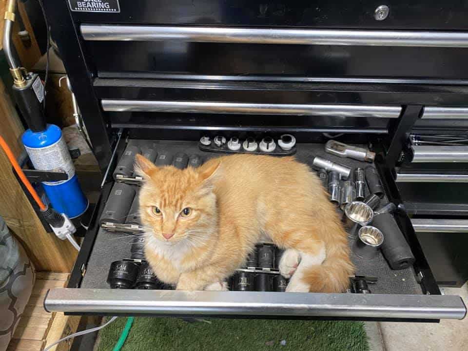 A ginger cat lounging on an open toolbox