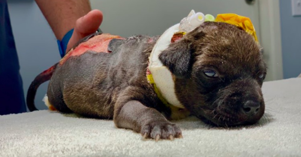 Badly Burned Puppy Found In Trash After Passerby Heard Her Cries