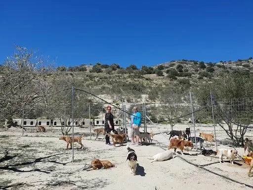 A sanctuary for dogs