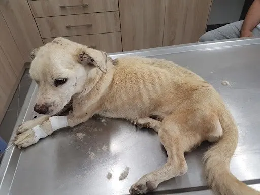 Photo of a sick dog