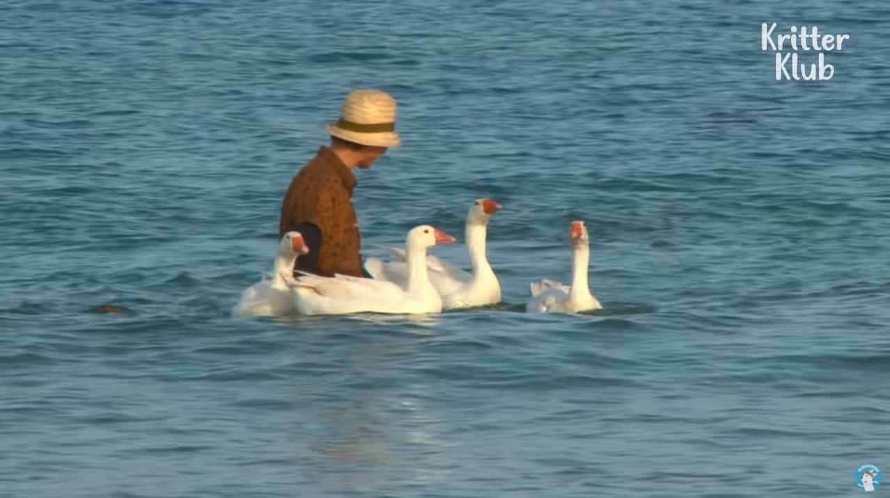 A grandma in the beach with her four geese