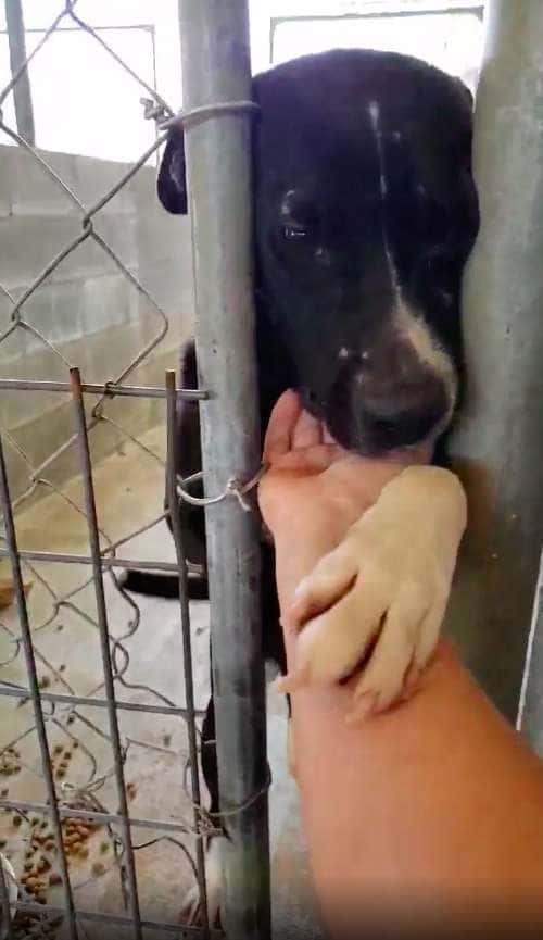 Shelter Dog wants to hold hands