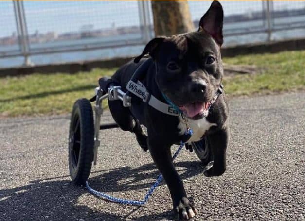Dog rescued from train tracks cannot walk anymore, uses custom made wheelchair.