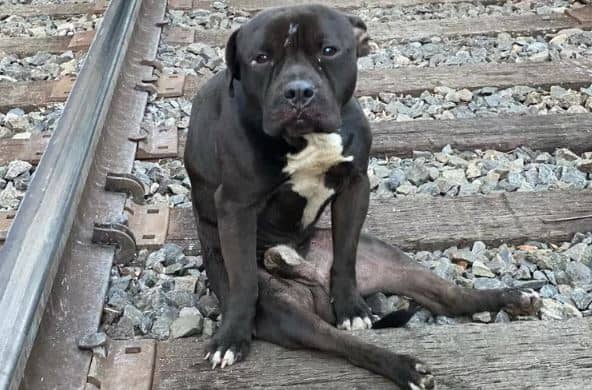 Dog rescued from the train tracks.