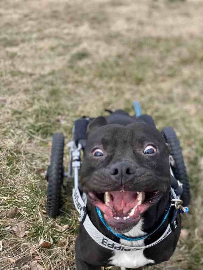 Lucky happily go on a gentle walk in his custom-made wheelchair.