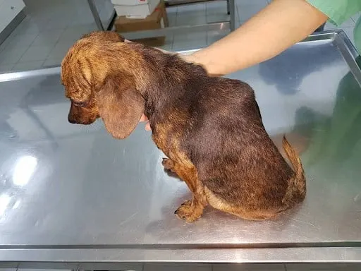 Photo of a malnourished dog