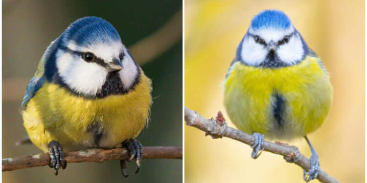 With Its Bright Azure Blue, Sulfur Yellow, And White Plumage, The Blue, This Blue Tit Is A Stunning Featherly Flying Ball Of Nature