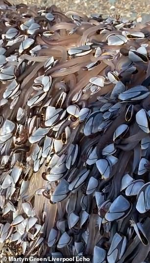 Martyn estimates that there are around 2,000 of the Gooseneck Barnacles attached to the piece of wood