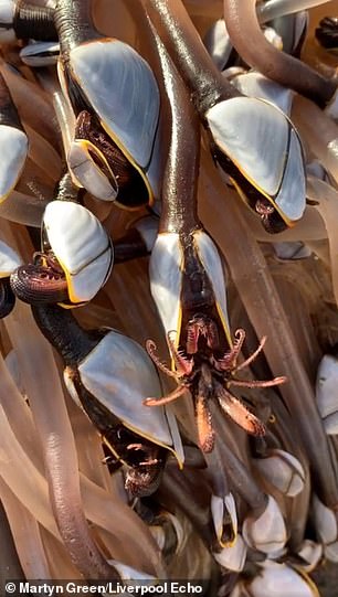 Martyn Green, 47, and his family discovered 'alien-like' creatures clinging to what appeared to be a piece of driftwood