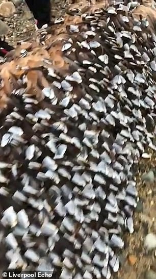 After a quick Google search by Martyn's son Daniel, the family learned that they had found a massive concentration of Gooseneck Barnacles