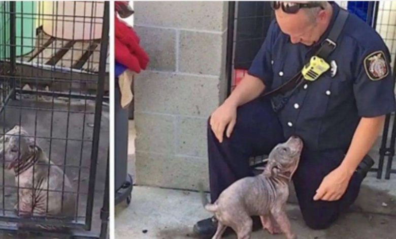 Sad shelter puppy becomes ecstatic when the firefighter who saved her shows up to adopt her