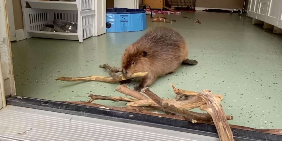 Rescued beaver builds a dam in hallway to keep her new roommate out