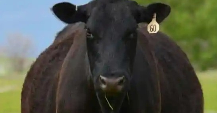 He Recently Spent $6.5k On A Young Registered Black Angus Bull